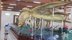 Hai bộ xương cá Ông ở huyện đảo Lý Sơn được xác lập kỷ lục lớn nhất Việt Nam