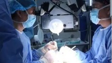 Khỉ sống 6 tháng nhờ thận lợn chỉnh sửa gene