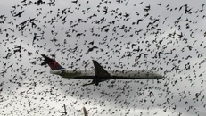 Những thảm kịch hàng không khó tin do máy bay va phải chim