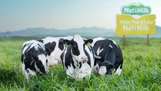 Từ vùng cao nguyên đến "thiên đường bò sữa" tại Gia Lai