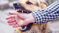 Tử vong vì không tiêm vaccine mà đến thầy lang lấy "nọc độc" sau khi bị chó cắn