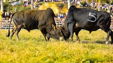 Đặc sắc Hội thi đấu bò truyền thống đầu Xuân ở Điện Biên