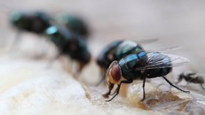 Ruồi có thể lây lan vi khuẩn kháng thuốc kháng sinh trong bệnh viện