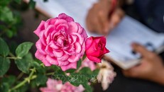 Giải mã bí ẩn hình học cánh hoa hồng, nguồn cảm hứng cho vật liệu thông minh