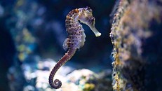 Động vật "tự chữa lành" mở ra hy vọng cho y học tái tạo