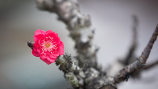 Thủ tướng: Tổ chức Tết Bính Ngọ vui tươi, lành mạnh, an toàn, tiết kiệm