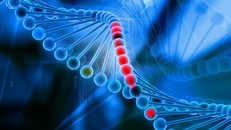 Gene di truyền là yếu tố chính quyết định tuổi thọ con người