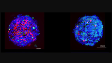 "Gan tí hon" 3D phục vụ kiểm nghiệm độc tính thực phẩm