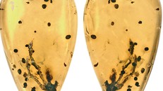 "Viên nang thời gian" 99 triệu năm hé lộ nguồn gốc của bệnh u xương