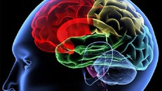 Giải mã cách não bộ chuyển đổi tín hiệu thị giác thành hình ảnh