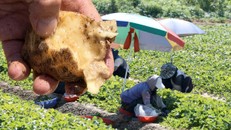 Nắng nóng hiếm gặp bao trùm châu Á, khoai tây "chín nhừ" trong đất