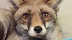 Mất ngủ cả tháng vì… cáo hoang sống trên gác xép