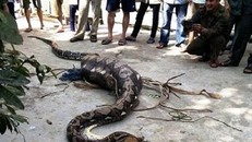 Hàng trăm người dân bắt trăn khủng nuốt trọn bê con trong bụng