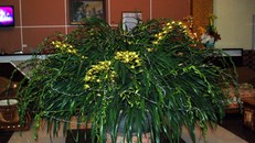 Cây độc giá tiền triệu đổ bộ thị trường cuối năm