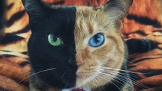 Chú mèo hai mặt độc đáo thu hút hàng triệu fan trên Facebook