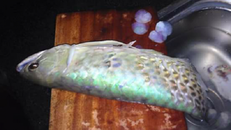 Hà Nội: Thiếu gia giết cá Rồng nghìn đô đãi bạn gây sốt