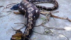 Trăn 'khủng' nặng hơn 80kg ở Quảng Nam đã quấn chết người