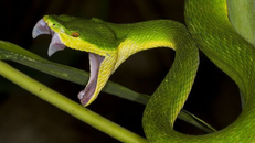 Những điều cần biết về sự nguy hiểm của rắn lục đuôi đỏ