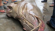 Bắt được cá mú 'khổng lồ' 70kg gần bờ biển Đà Nẵng