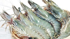 Tôm biển - thần dược tăng "bản lĩnh" cho phái mạnh