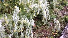 Dự báo thời tiết ngày 19/12: Bắc Bộ rét đậm, có nơi dưới 7 độ C