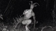 7 loài sinh vật bí ẩn và đáng sợ nhất hành tinh