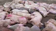 Phát hiện 100 con heo bị lở mồm long móng trong lò giết mổ