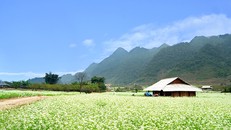 Địa điểm ngắm hoa cải đầu đông tuyệt nhất ở Mộc Châu