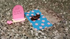 Nhóm sinh viên Mỹ tổ chức đám tang cho một con… gián