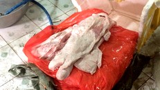 Bắt giữ hơn 2 tấn nầm lợn thối chuẩn bị lọt vào thị trường TP.HCM