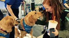 Đưa chó tới sân bay giúp hành khách xả stress