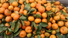 Phát hiện sự thật bàng hoàng của quýt Trung Quốc 