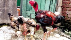 Gà Hồ nặng 6kg, giá 5 triệu được săn lùng