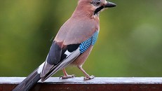 Vì sao khi về già lông chim không bị bạc?