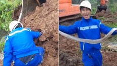 Clip: Công nhân tay không bắt rắn hổ mang 2kg ở Thái Bình