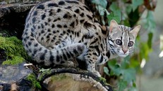 Tìm hiểu về loài báo xuất hiện tại bãi nổi sông Hồng