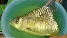 Kỳ lạ con cá bị mất một nửa thân dưới vẫn sống được hơn 6 tháng