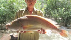 Bắt được cá lạ nghi là cá sủ vàng giá 200 triệu ở Bến Tre