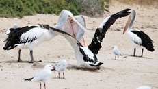 Bồ nông cướp thức ăn trắng trợn từ thực quản đồng loại