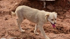 Cảm động chú chó tuyệt thực, tìm chủ dưới đống đổ nát