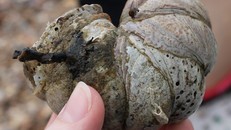 Ốc sên biển tự chuyển giới khi có sự va chạm thể xác