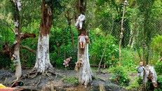 Lạnh gáy khu rừng hàng ngàn người ‘đua’ nhau vào tự sát