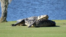 Cá sấu gây sửng sốt khi quyết chiến ngay trên sân golf