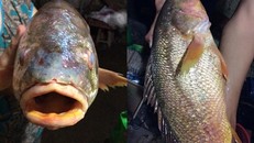 Ngư dân bắt được cá sủ vàng tiền tỷ trên sông Đồng Nai