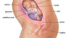 Thai nhi 6 tháng tuổi: Những chiếc răng sữa đầu tiên xuất hiện