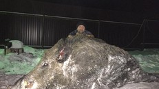 May mắn săn được heo rừng khổng lồ nặng nửa tấn