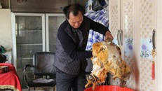 Nông dân đào trúng nấm quý giá 35 triệu đồng/kg