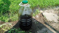 Bắt quả tang một phụ nữ dùng nhớt thải tưới rau muống ở Sài Gòn