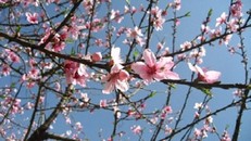 Dự báo thời tiết ngày 10/1: Miền Bắc nắng đẹp