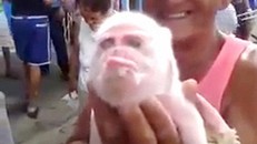 Ngạc nhiên với lợn mặt khỉ độc nhất vô nhị